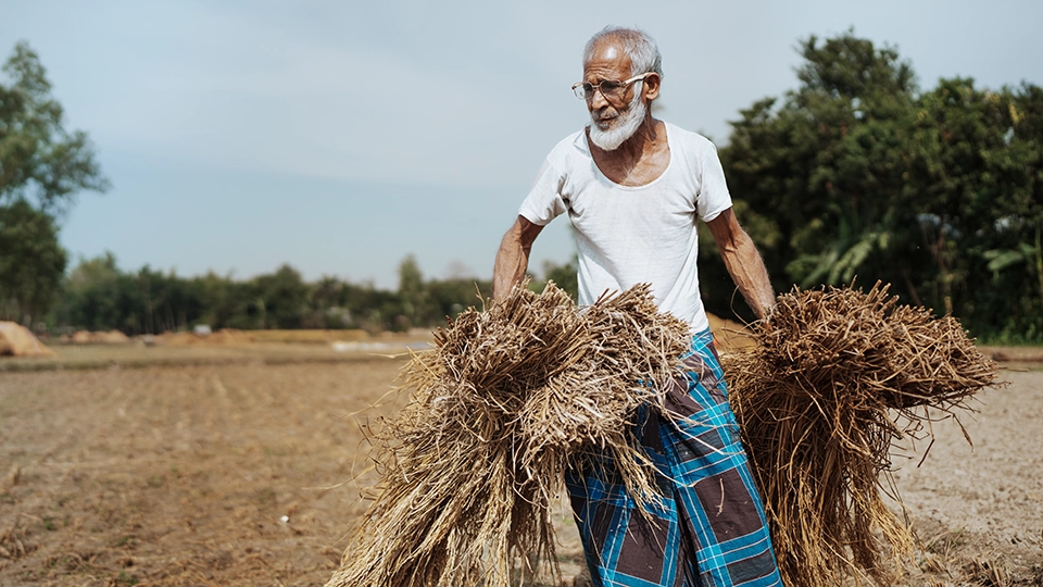 A man with white hair carries bails of hay in a field. 